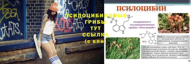 где купить наркотик  Починок  KRAKEN онион  это клад  Галлюциногенные грибы MAGIC MUSHROOMS 